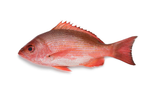Red Snapper Fresh 2 kg approx - MarkeetEx